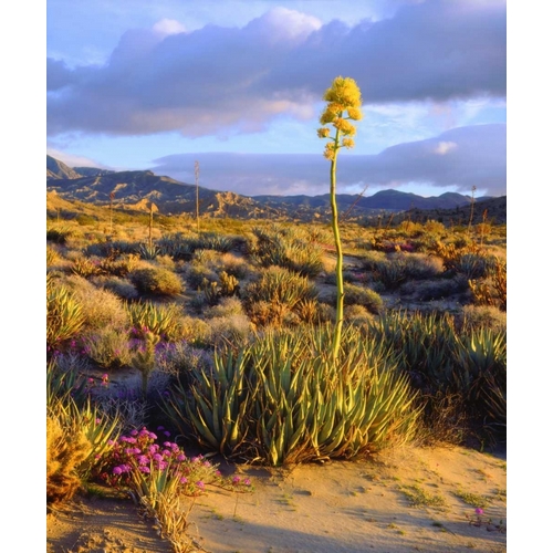 California, Anza-Borrego Desert SP Agave flowers